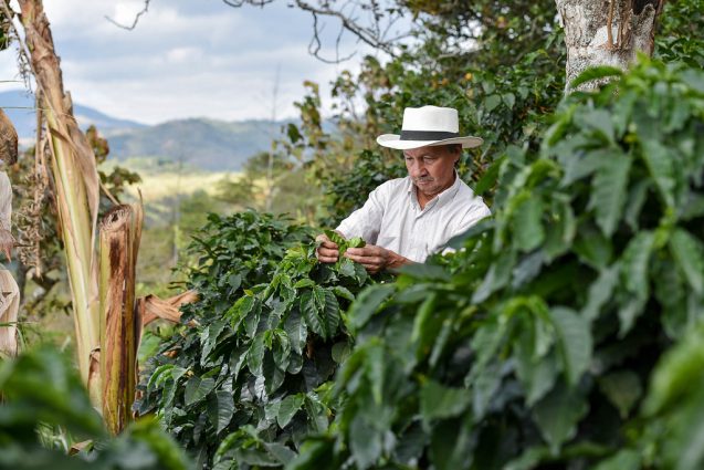 Mexican Coffee Farmer Inspection