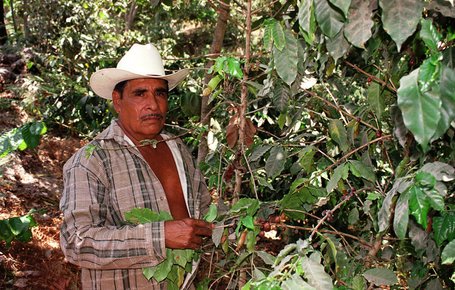 Mexican Coffee Farmer Next To Coffee Beans